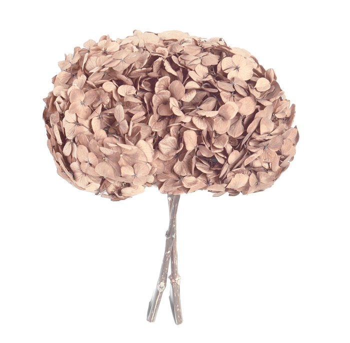 Hydrangea hazelnut