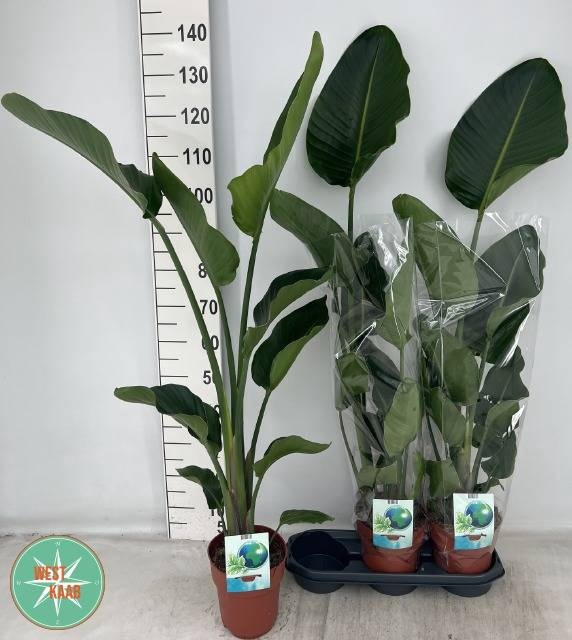 <h4>STRELITZIA NICOLAI</h4>