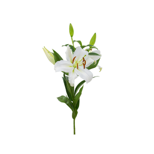 LIRIO ZAMBESI 070 CM HT MIN 2 FLS