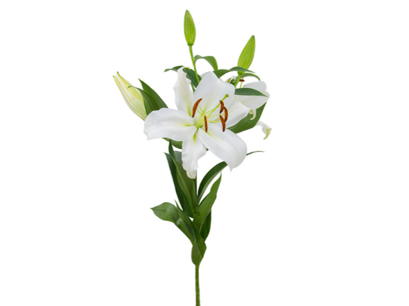 LIRIO ZAMBESI 070 CM HT MIN 2 FLS