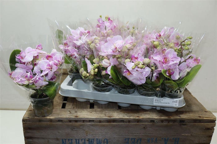 <h4>arr8 Phal Mini Sweety 2 Spike</h4>