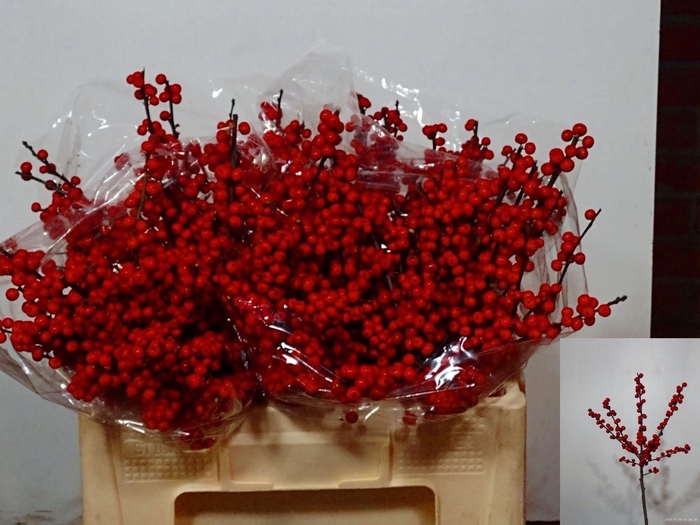 <h4>ILEX VE RODE BES</h4>