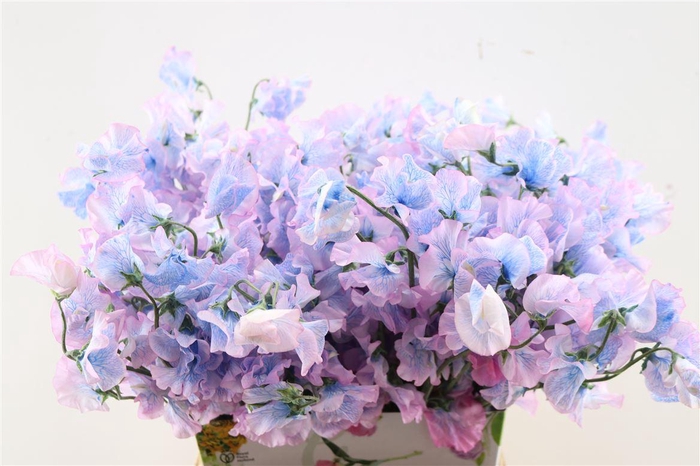 Lathyr Odor Colored Blue Green