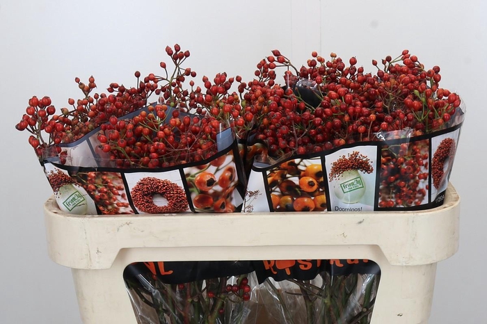 <h4>Rozenbottel Autumn Rosefruits</h4>
