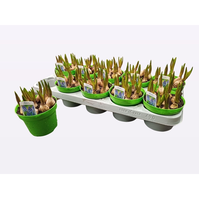 <h4>MUSCAR LINDSAY</h4>