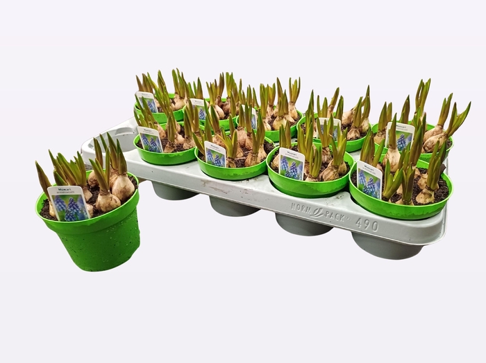 <h4>MUSCAR LINDSAY</h4>