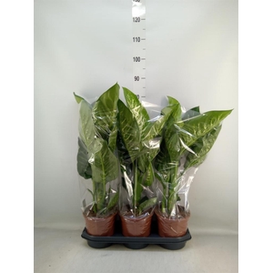 Dieffenbachia seg. 'Tropic Snow'