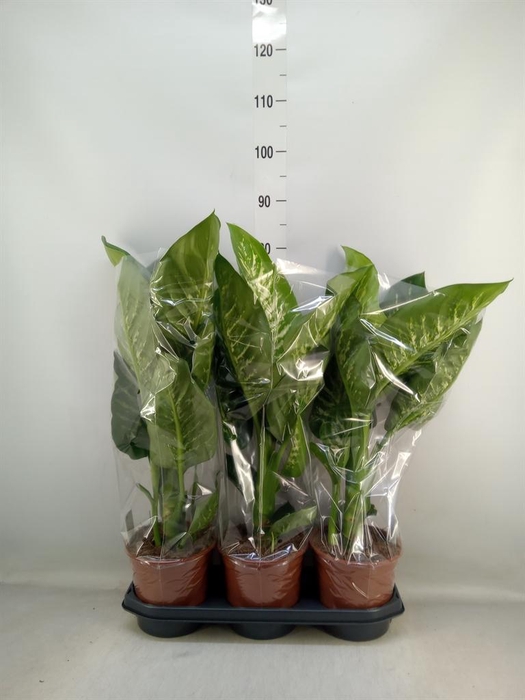 <h4>Dieffenbachia seg. 'Tropic Snow'</h4>