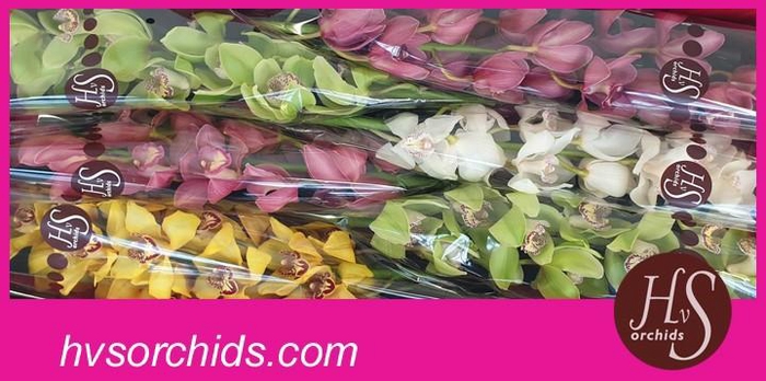 <h4>CYMB T GEMENGD 80 CM</h4>