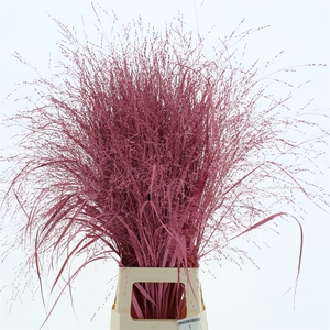 Siergras Klb Roze