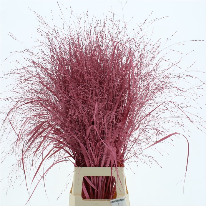 <h4>Siergras Klb Roze</h4>