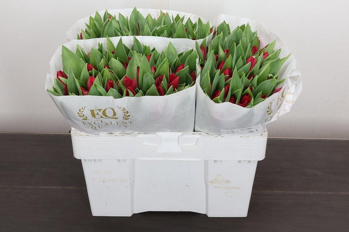 <h4>Tu En Curry</h4>