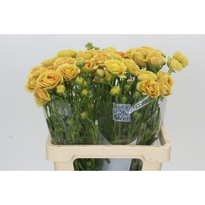 Ranunculus Moderna Miele