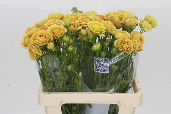 <h4>Ranunculus Moderna Miele</h4>