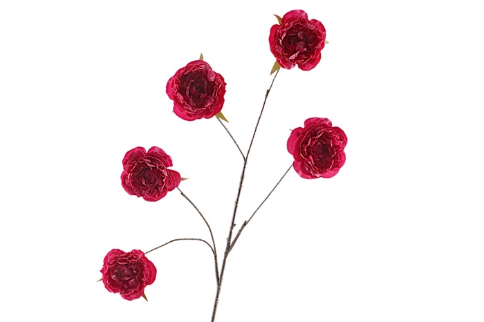 <h4>Cabbage Rosa Spray Fuchsia</h4>