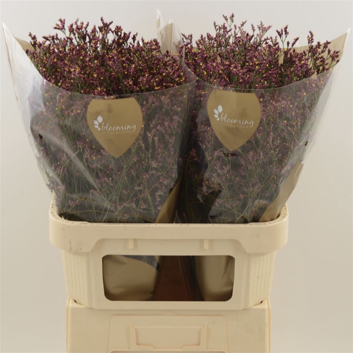 <h4>Limonium Sinense Scarlet Diamond</h4>