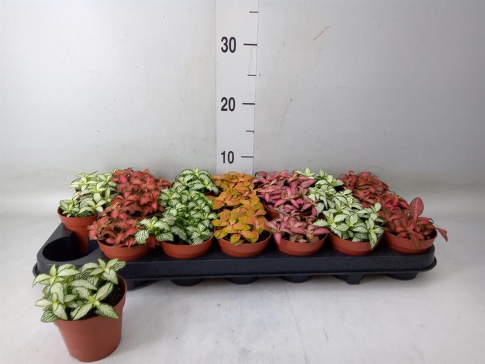 <h4>Fittonia   ...mix 7</h4>