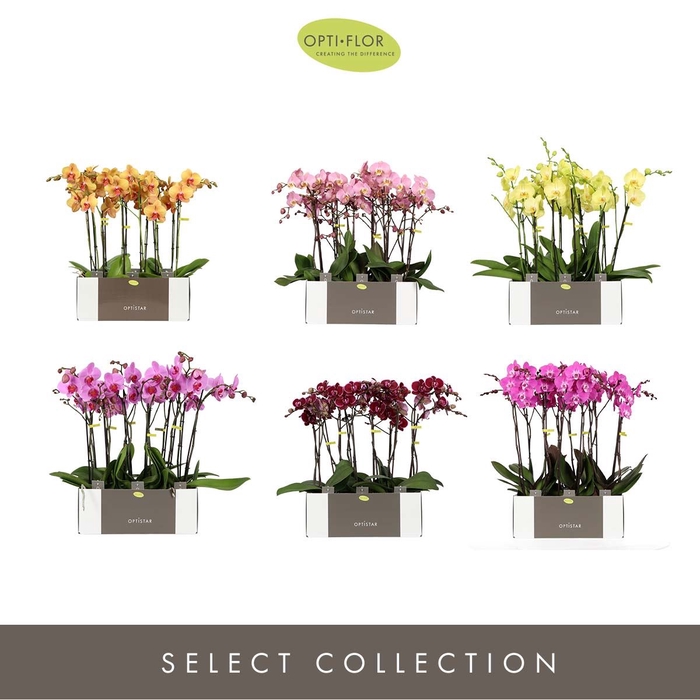 <h4>Phalaenopsis overig</h4>