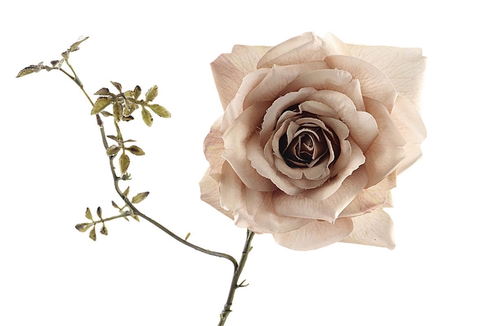 <h4>Rosa Spray Beige</h4>