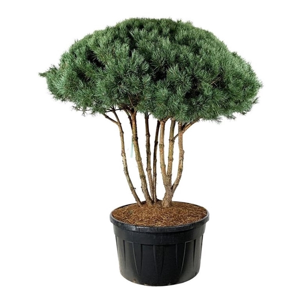 <h4>Pinus sylv. 'Watereri'</h4>