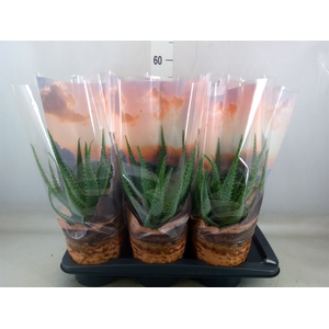 Aloe arborescens