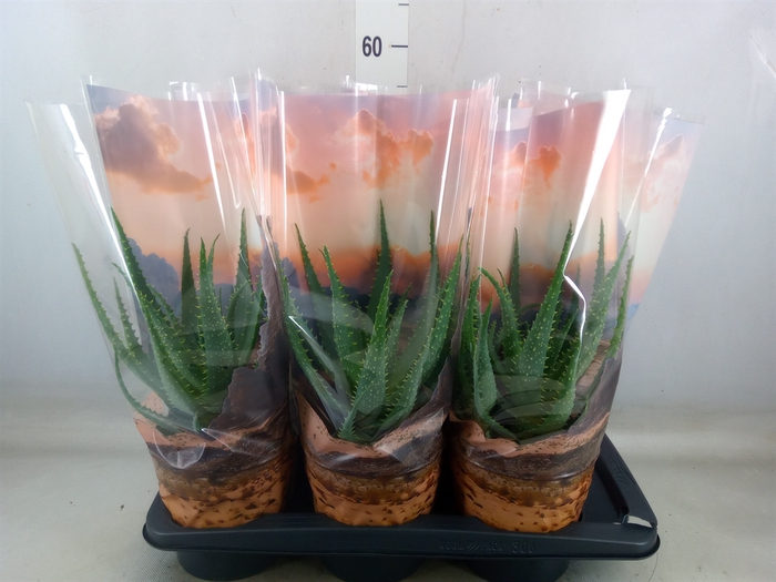 <h4>Aloe arborescens</h4>