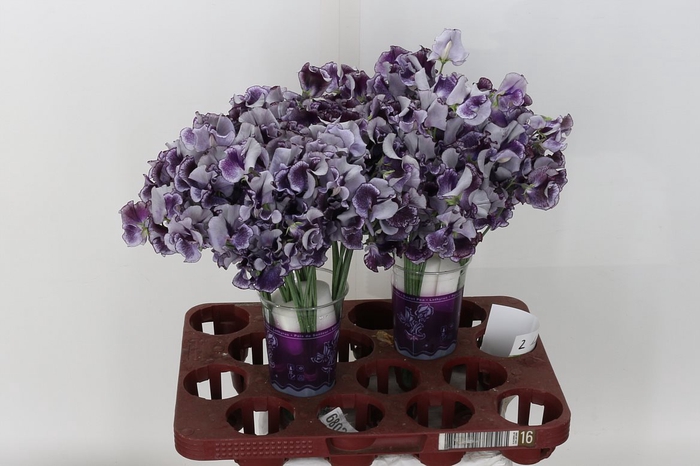 <h4>Lathyr Blue Wedding</h4>