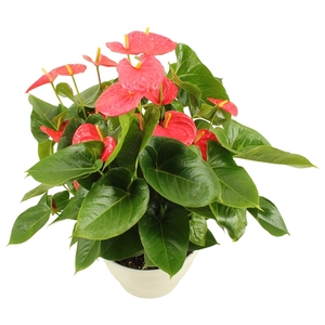 Anthurium XL.31 Arisa Pink 30cm