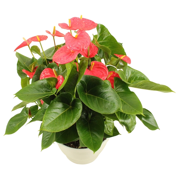 <h4>Anthurium XL.31 Arisa Pink 30cm</h4>