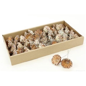 Stem Prot.comp.ros Mini