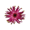 GERBERA PASTINI ANDRIA < 050 CM < 10 CM DIAM
