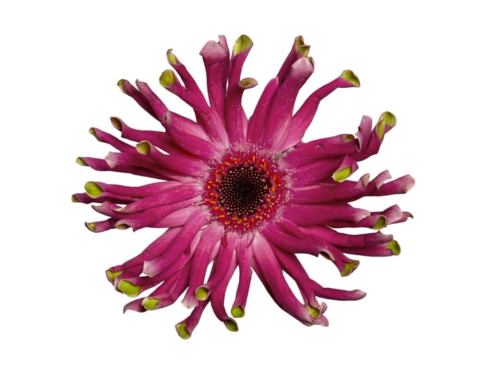 GERBERA PASTINI ANDRIA < 050 CM < 10 CM DIAM