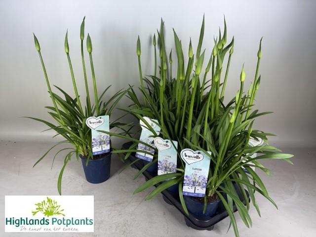 arr8 Agapa Amourette Supe