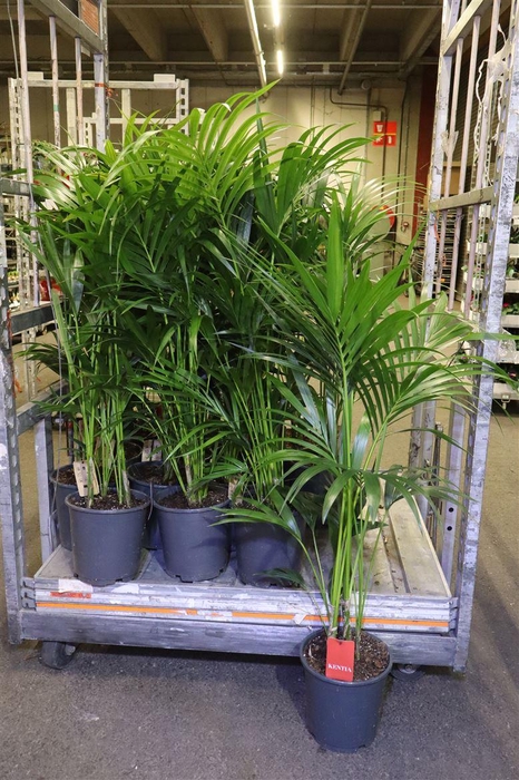 <h4>arr8 Howea Forsteriana</h4>