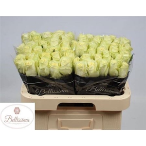 Rosa a grande fleur Cream Unique