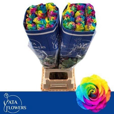 <h4>R Gr Rainbow Ec</h4>