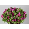 Anemone Mistral Plus Cerise