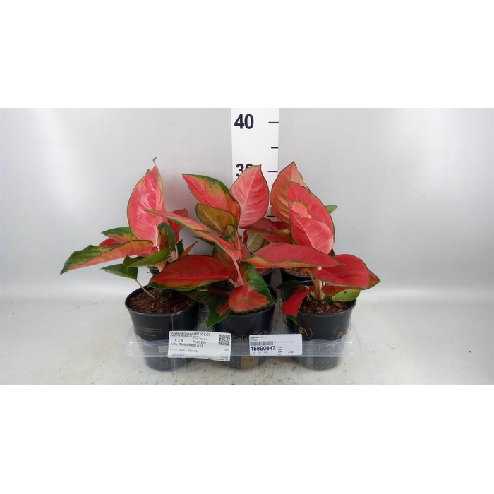 <h4>Aglaonema KB ...</h4>