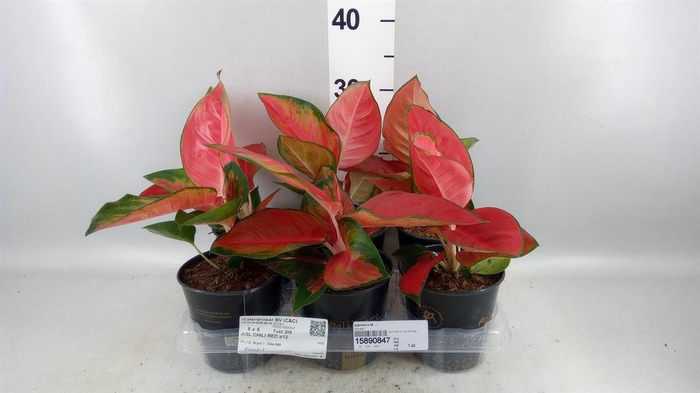 <h4>Aglaonema KB   ...</h4>