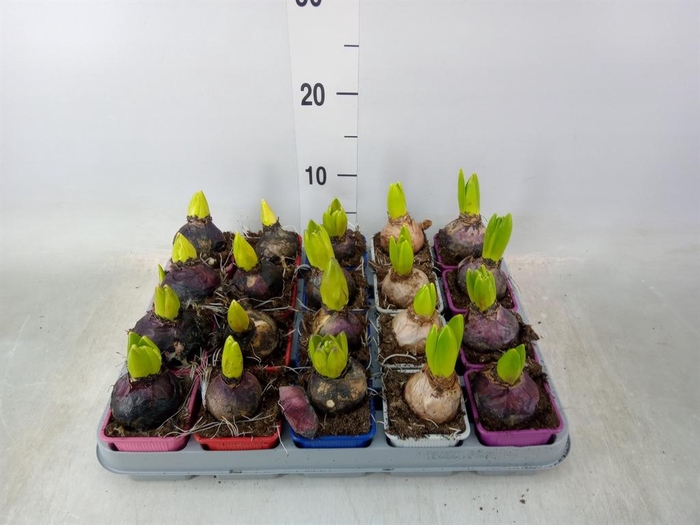 <h4>Hyacinthus orie.   ...mix 5</h4>