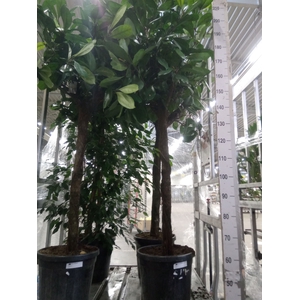 Ficus cyathistipula