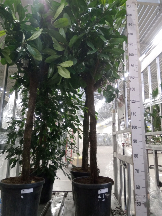 <h4>Ficus cyathistipula</h4>