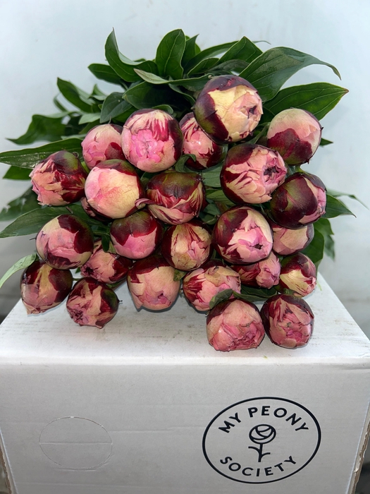 <h4>Paeonia Sarah Bernhardt</h4>