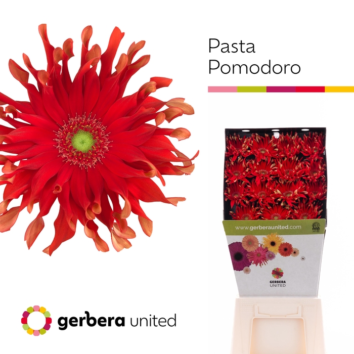 <h4>Gerbera Pasta Pomodoro Diamond</h4>