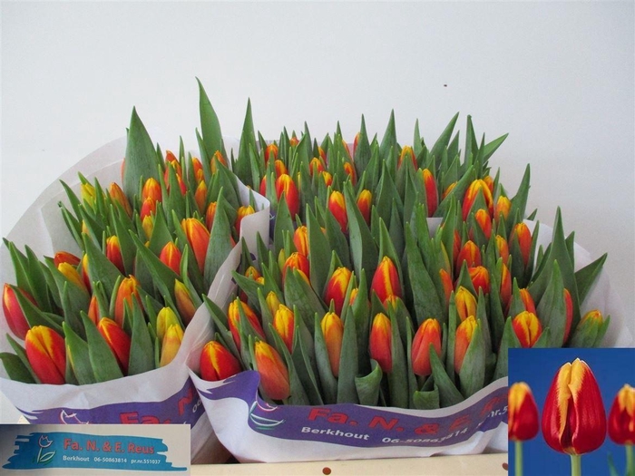 <h4>Tu En Denmark</h4>