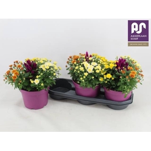 PERKPL GEM IN POT