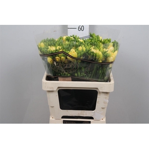 Fr Du Mirage (op Kleur!)