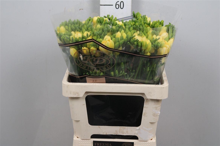 Fr Du Mirage (op Kleur!)