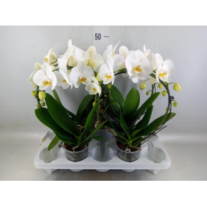 Phalaenopsis   ...
