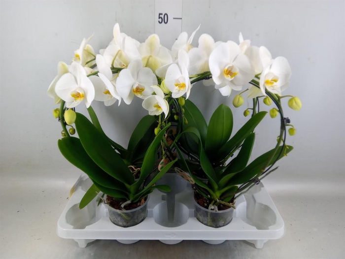 <h4>Phalaenopsis   ...</h4>